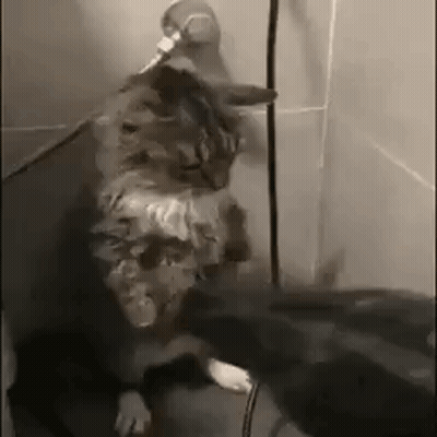 A Cat Is Standing Next To A Mouse In A Shower . GIF