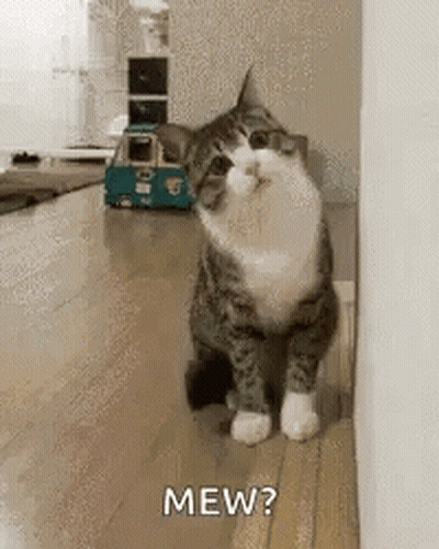 A Cat Is Standing Next To A Wall And Asking , `` Mew ? '' . GIF