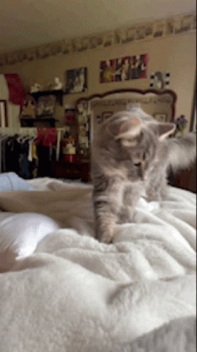 A Cat Is Standing On A Bed In A Room GIF