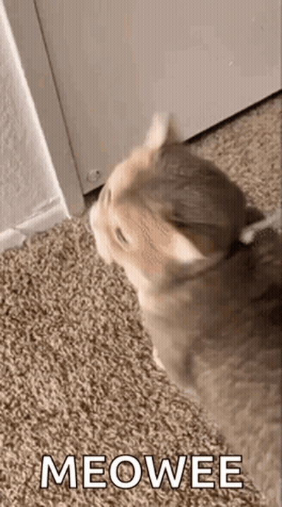 A Cat Is Standing On A Carpet Next To A Door And Looking At The Camera . GIF