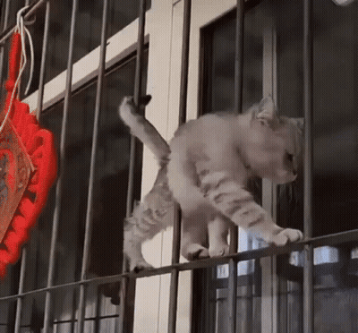 A Cat Is Standing On A Metal Railing Next To A Window . GIF