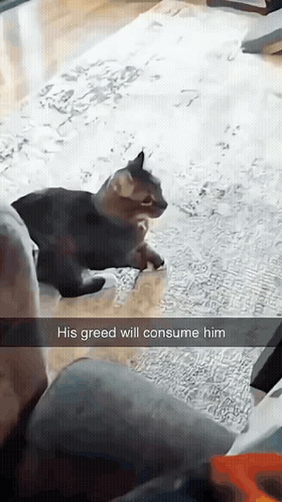 A Cat Is Standing On A Rug With A Caption That Says His Greed Will Consume Him GIF