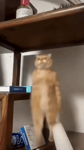 A Cat Is Standing On A Shelf With A Box Of M & M 'S On It GIF