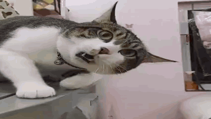 A Cat Is Standing On A Shelf With Its Mouth Open And Looking At The Camera . GIF