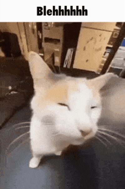 A Cat Is Standing On A Table With Its Eyes Closed And A Caption That Says Blehhhh . GIF