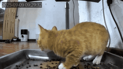 A Cat Is Standing On A Tray Of Food With A Time Stamp Of 2025-09-09 GIF