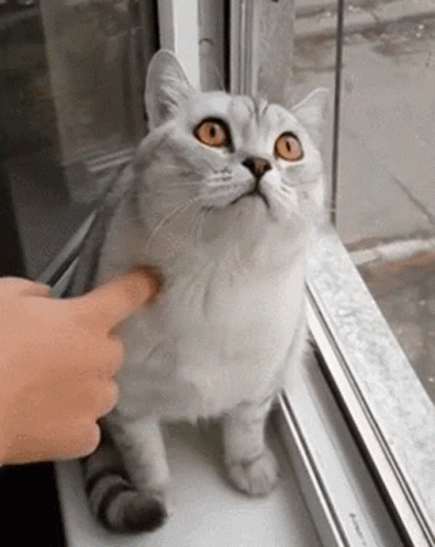 A Cat Is Standing On A Window Sill And Looking Up At The Camera While A Person Petting It . GIF