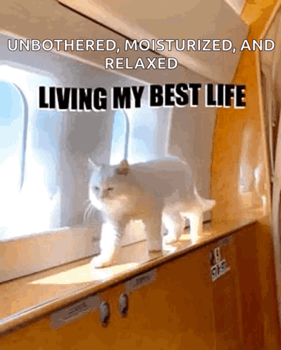 A Cat Is Standing On A Window Sill With The Caption " Unbothered , Moisturized And Relaxed Living My Best Life " GIF