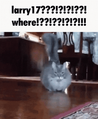 A Cat Is Standing On A Wooden Floor With The Caption Larry 17 Where GIF