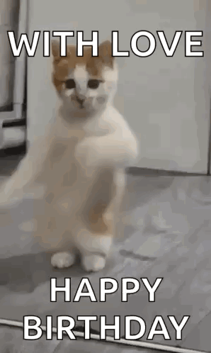 A Cat Is Standing On Its Hind Legs And Dancing . GIF