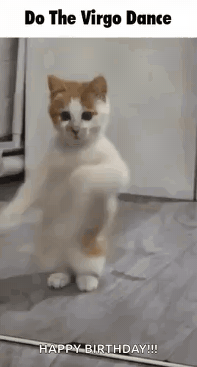 A Cat Is Standing On Its Hind Legs And Dancing In A Room . GIF