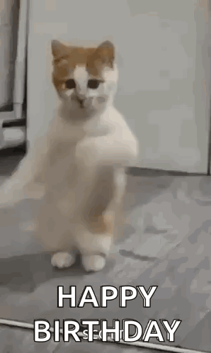A Cat Is Standing On Its Hind Legs And Dancing With The Words `` Happy Birthday '' Written On It . GIF