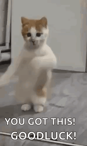 A Cat Is Standing On Its Hind Legs And Dancing With The Words `` You Got This ! Goodluck ! '' GIF