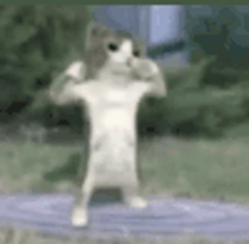 Cat Flexing Muscles In Blurry Photo GIF