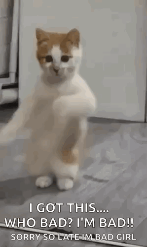 A Cat Is Standing On Its Hind Legs And Looking At The Camera While Dancing . GIF