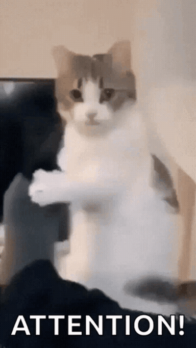 A Cat Is Standing On Its Hind Legs And Looking At The Camera With The Words `` Attention '' Written Below It . GIF