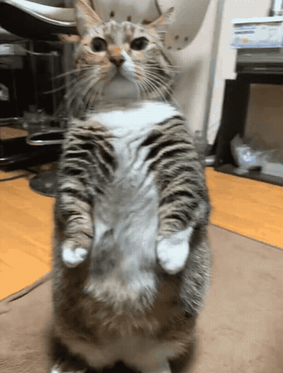 A Cat Is Standing On Its Hind Legs And Looking Up At The Camera GIF