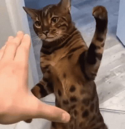 A Cat Is Standing On Its Hind Legs And Reaching Out Towards A Person 'S Hand . GIF