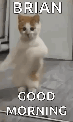A Cat Is Standing On Its Hind Legs And Says `` Good Morning '' . GIF