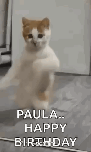 A Cat Is Standing On Its Hind Legs And Says `` Happy Birthday '' . GIF