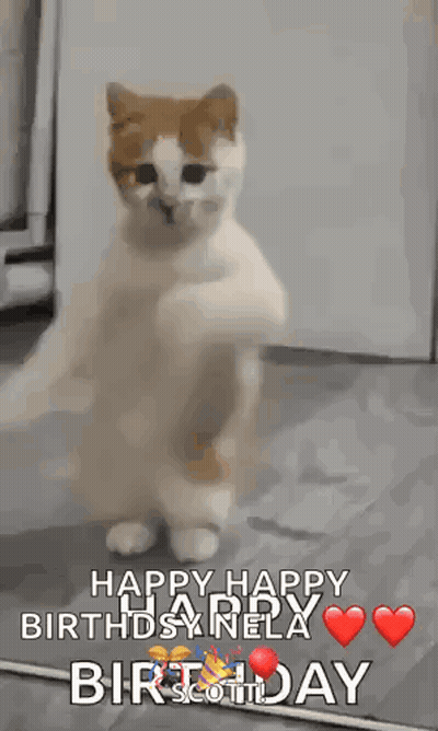 A Cat Is Standing On Its Hind Legs And Says Happy Happy Birthday Nella GIF