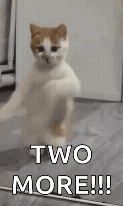 A Cat Is Standing On Its Hind Legs And Says `` Two More !!! '' . GIF