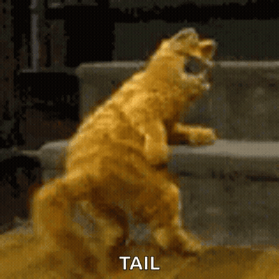 A Cat Is Standing On Its Hind Legs And The Word Tail Is Visible Behind It GIF