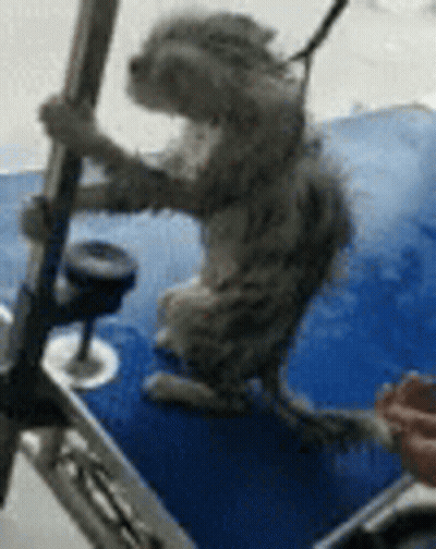 A Cat Is Standing On Its Hind Legs Holding Onto A Pole On A Boat . GIF