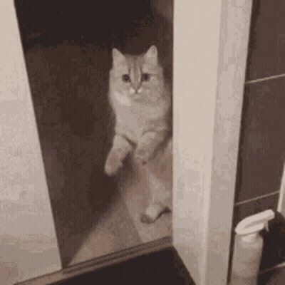 A Cat Is Standing On Its Hind Legs In A Bathroom Doorway . GIF