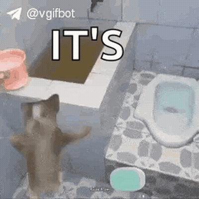 A Cat Is Standing On Its Hind Legs In A Bathroom Next To A Toilet And A Bucket . GIF