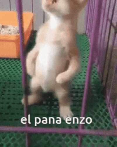 A Cat Is Standing On Its Hind Legs In A Cage With The Words El Pana Enzo Written On The Bottom . GIF