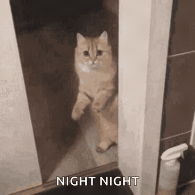 A Cat Is Standing On Its Hind Legs In A Doorway And Looking Out . GIF