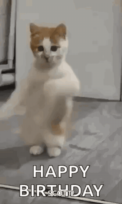 A Cat Is Standing On Its Hind Legs In A Room And Dancing . GIF