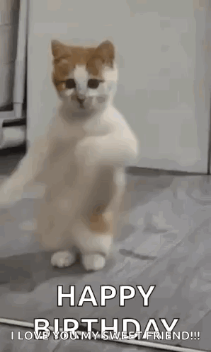 A Cat Is Standing On Its Hind Legs In A Room And Dancing . GIF