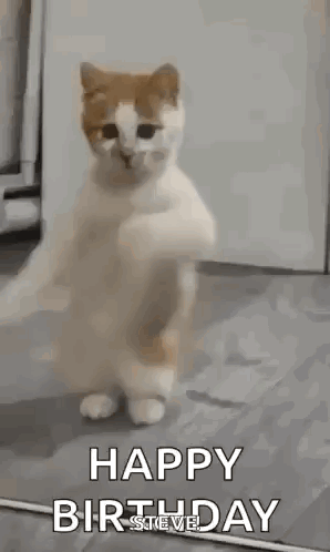 A Cat Is Standing On Its Hind Legs In A Room And Dancing . GIF