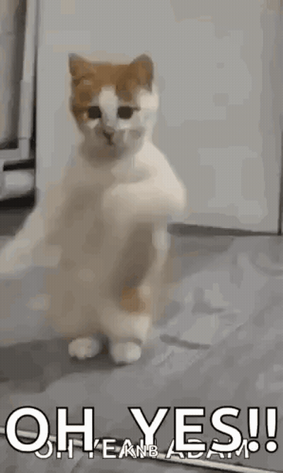 a cat is standing on its hind legs in a room and dancing .