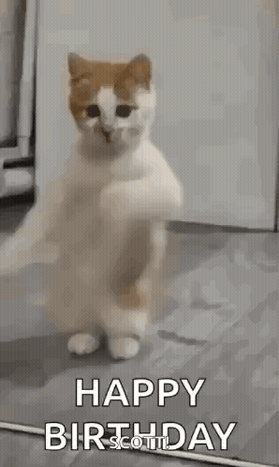 A Cat Is Standing On Its Hind Legs In A Room And Says `` Happy Birthday '' . GIF