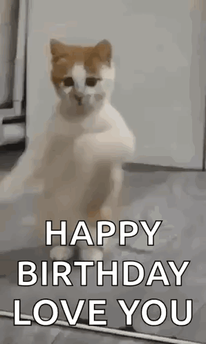 A Cat Is Standing On Its Hind Legs In A Room And Says `` Happy Birthday Love You '' . GIF