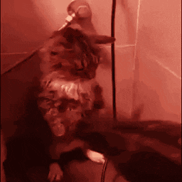 A Cat Is Standing On Its Hind Legs In A Room GIF
