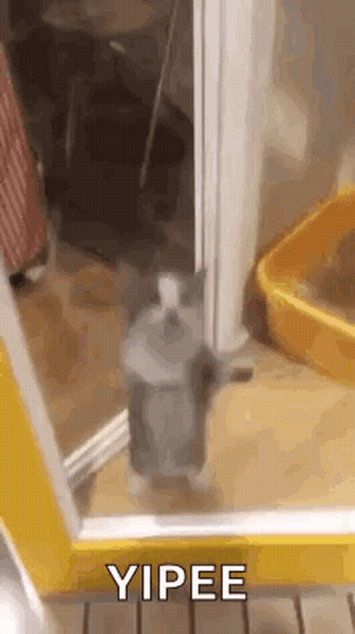 A Cat Is Standing On Its Hind Legs In Front Of A Door And Looking Out . GIF