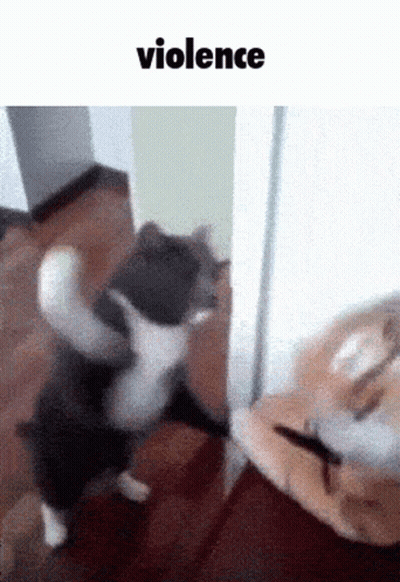 A Cat Is Standing On Its Hind Legs In Front Of A Door With The Word Violence Above It GIF
