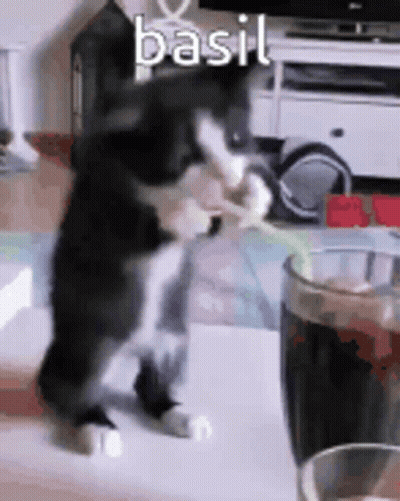 A Cat Is Standing On Its Hind Legs In Front Of A Glass Of Soda . GIF