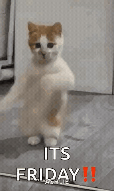 A Cat Is Standing On Its Hind Legs In Front Of A Mirror And Dancing . GIF