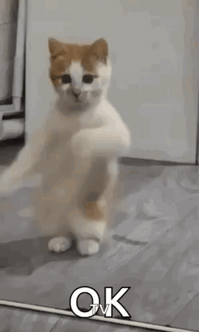 A Cat Is Standing On Its Hind Legs In Front Of A Mirror And Saying `` Ok '' . GIF
