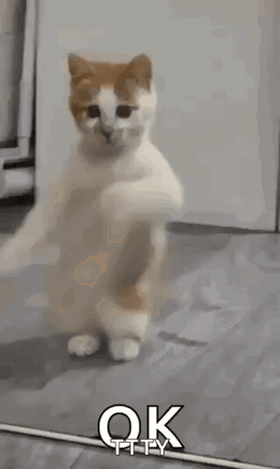 A Cat Is Standing On Its Hind Legs In Front Of A Mirror And Saying Ok . GIF