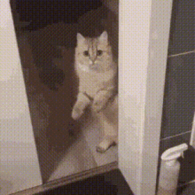 A Cat Is Standing On Its Hind Legs In Front Of A Mirror In A Bathroom GIF
