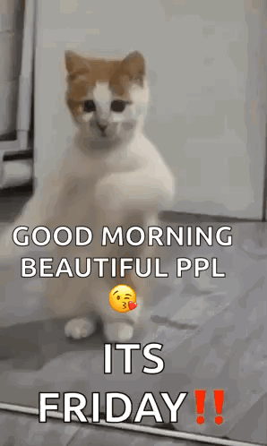 A Cat Is Standing On Its Hind Legs In Front Of A Mirror . GIF