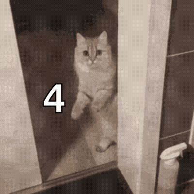 A Cat Is Standing On Its Hind Legs In Front Of A Mirror With The Number Four Above It . GIF