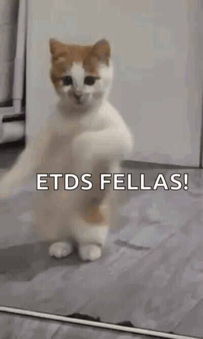 A Cat Is Standing On Its Hind Legs In Front Of A Mirror With The Words `` Etds Fellas '' Written On It . GIF