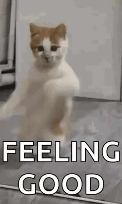 A Cat Is Standing On Its Hind Legs In Front Of A Mirror With The Words `` Feeling Good '' . GIF